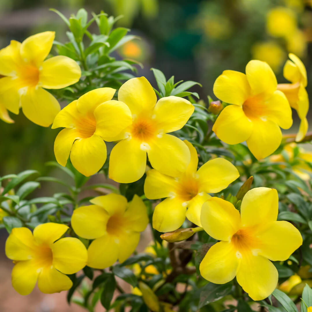 Allamanda Yellow Creeper Plant - Santhi Online Plants Nursery