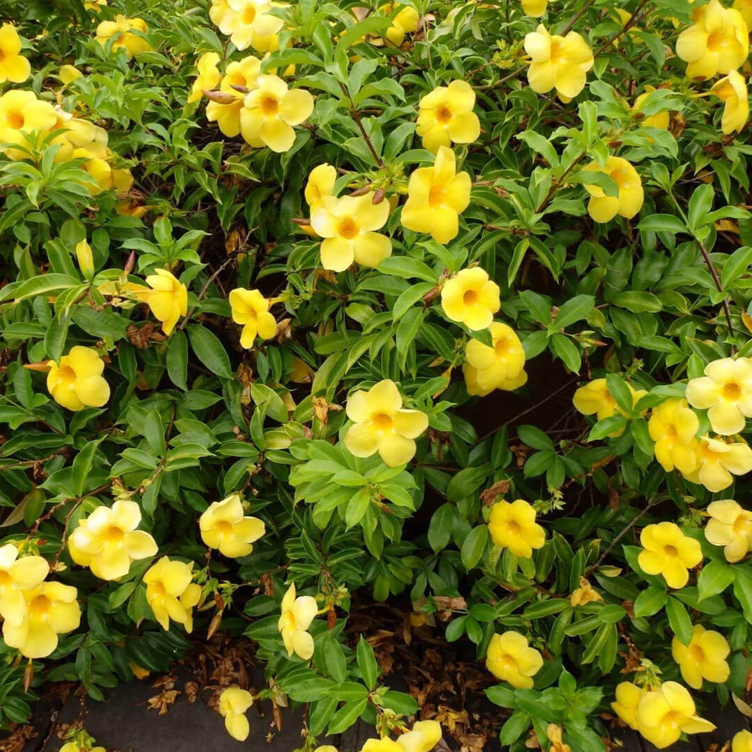 Allamanda Yellow Creeper Plant - Santhi Online Plants Nursery