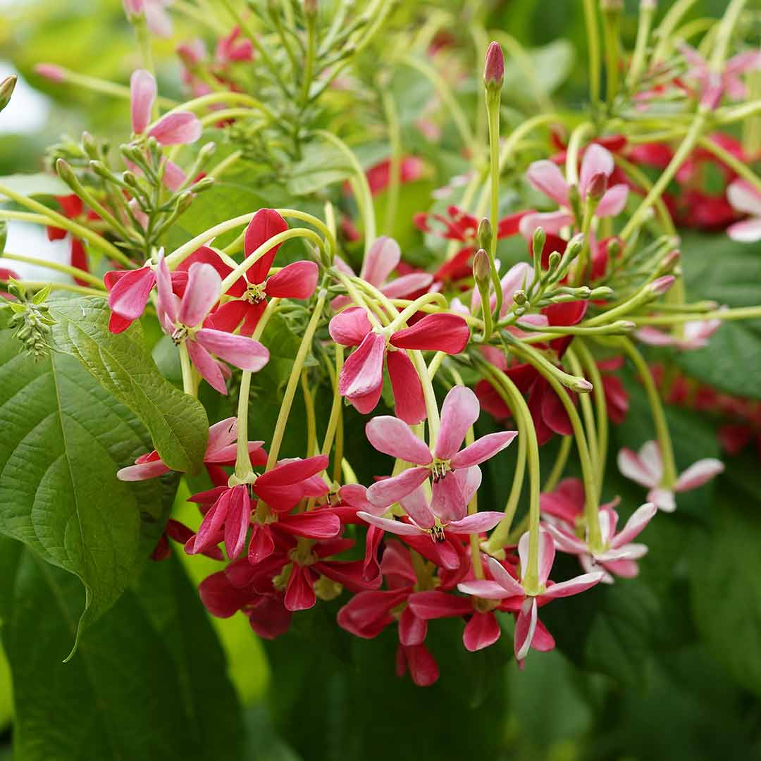 Creeper plants - Santhi Online Plants Nursery