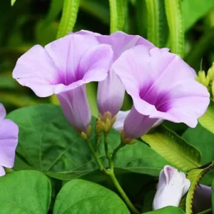 Creeper plants Archives - Santhi Online Plants Nursery