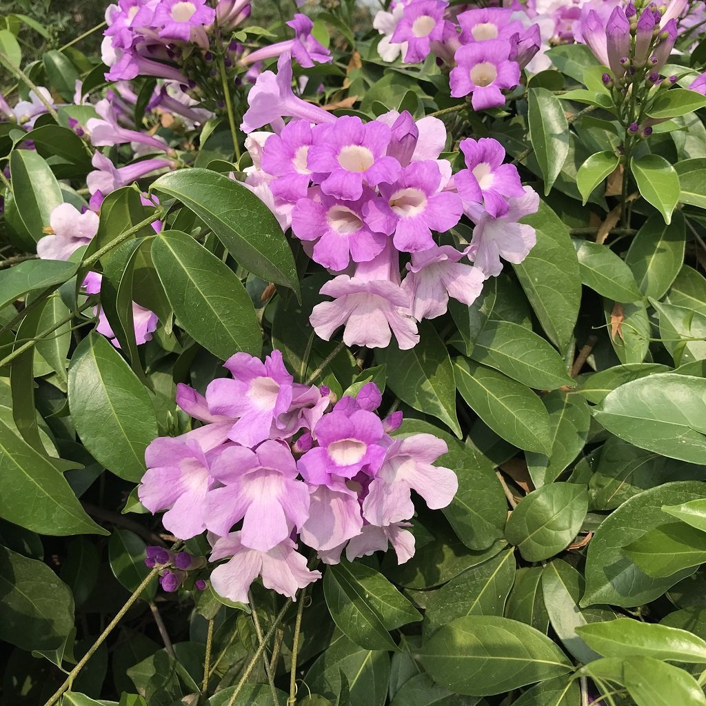 Garlic Creeper (blue) - Santhi Online Plants Nursery