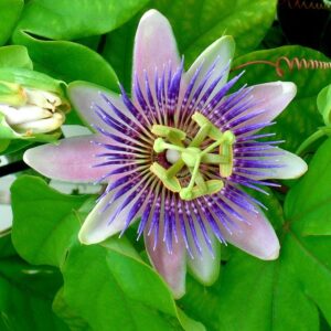 Creeper plants Archives - Santhi Online Plants Nursery