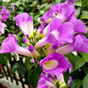 Creeper plants Archives - Santhi Online Plants Nursery