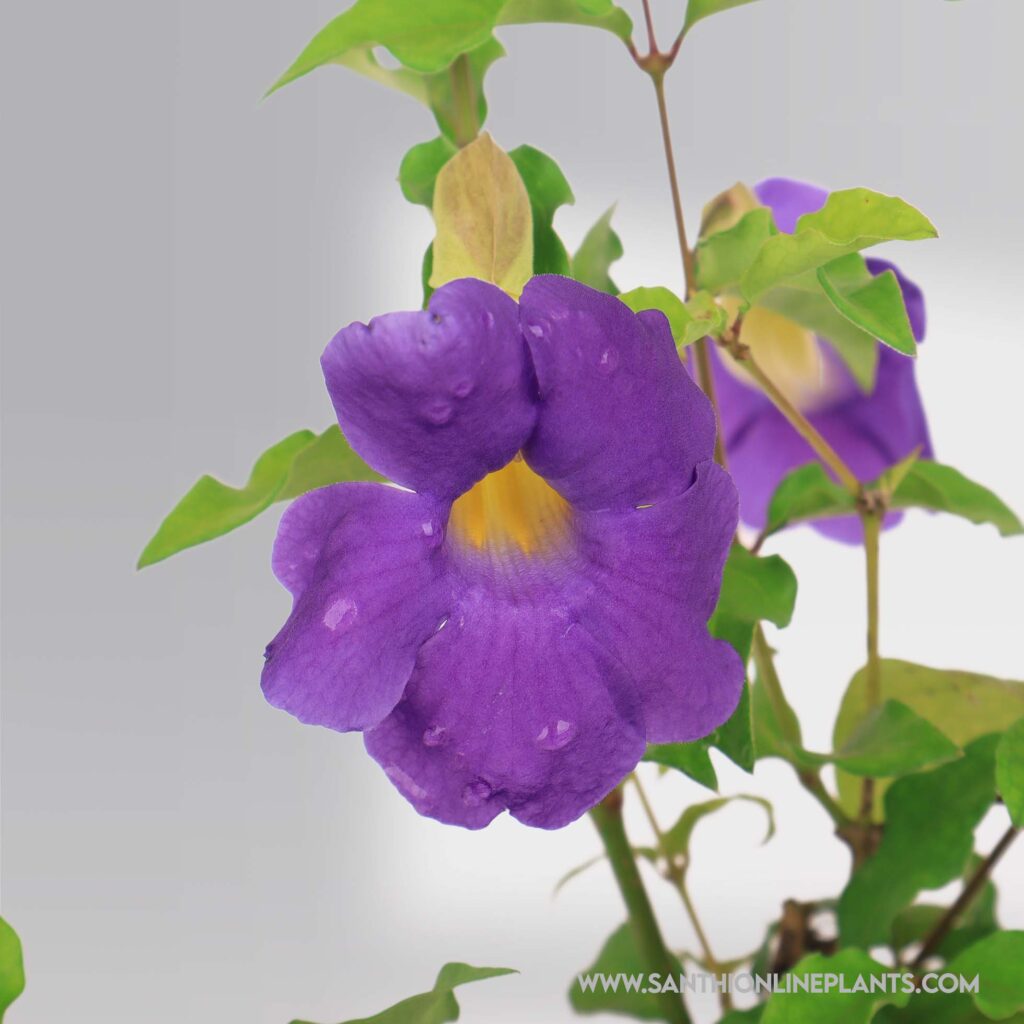 Creeper plants - Santhi Online Plants Nursery