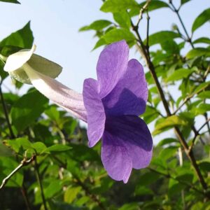Creeper plants Archives - Santhi Online Plants Nursery