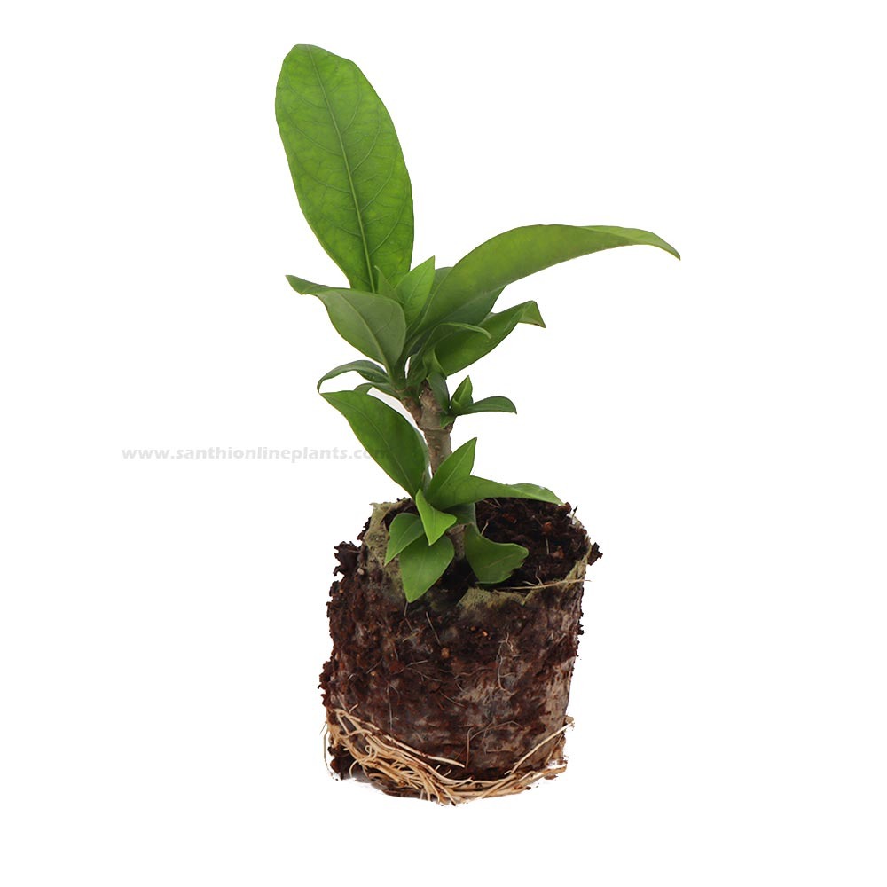 Creeper plants Archives - Santhi Online Plants Nursery