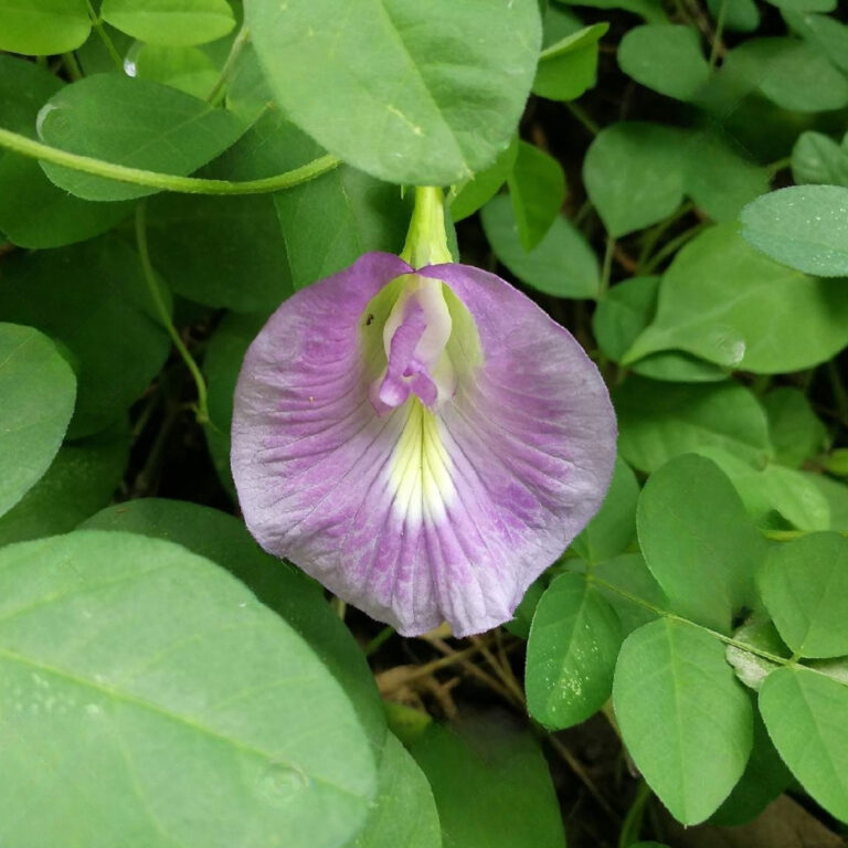 Creeper plants - Santhi Online Plants Nursery