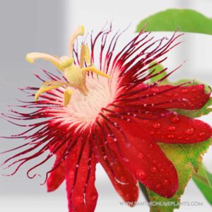 Creeper plants Archives - Santhi Online Plants Nursery