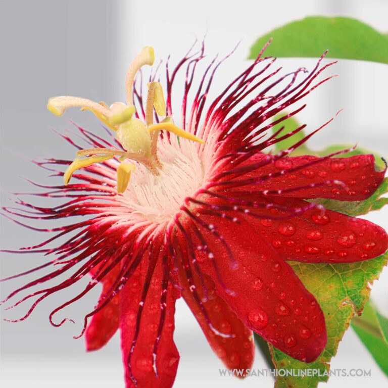 Creeper plants - Santhi Online Plants Nursery