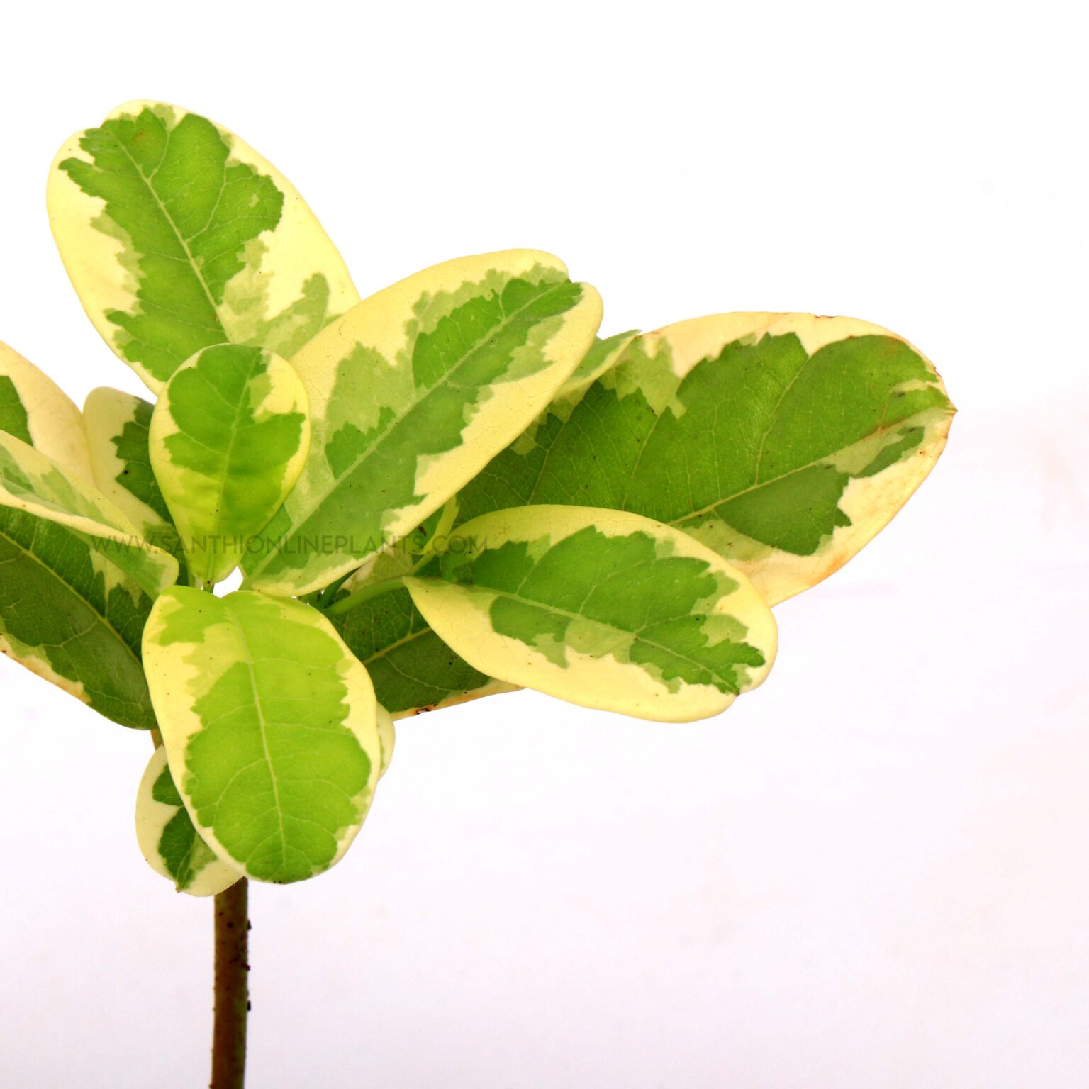 Allamanda Creeper variegated - Santhi Online Plants Nursery