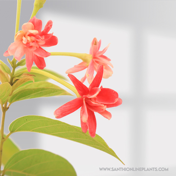 Rangoon Creeper Multi-Madhumalti - Santhi Online Plants Nursery