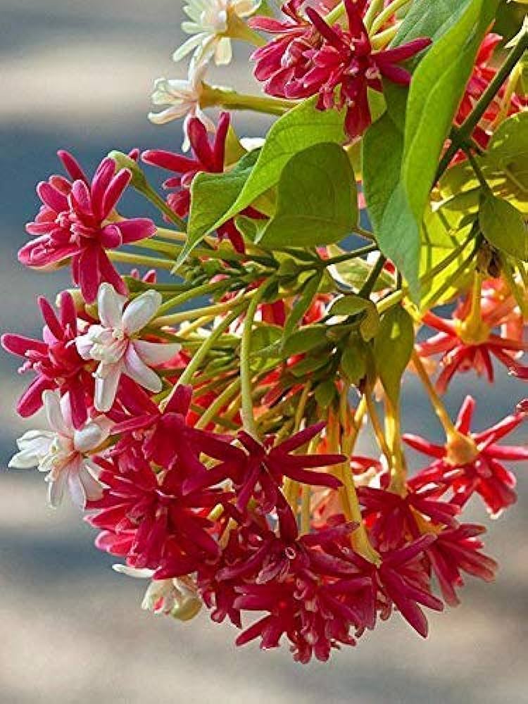 Rangoon Creeper Multi-Madhumalti - Santhi Online Plants Nursery