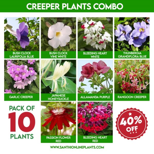 Creeper Plants Combo - Santhi Online Plants Nursery