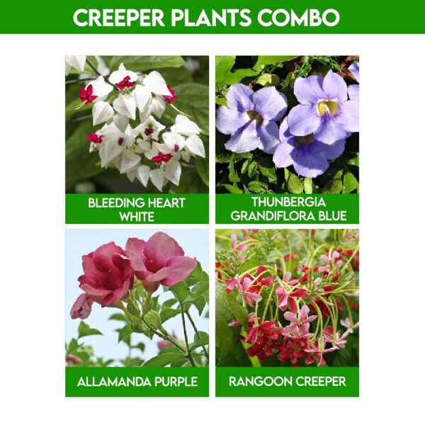 Creeper Plants Combo - Santhi Online Plants Nursery