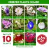Creeper Plants Combo - Santhi Online Plants Nursery
