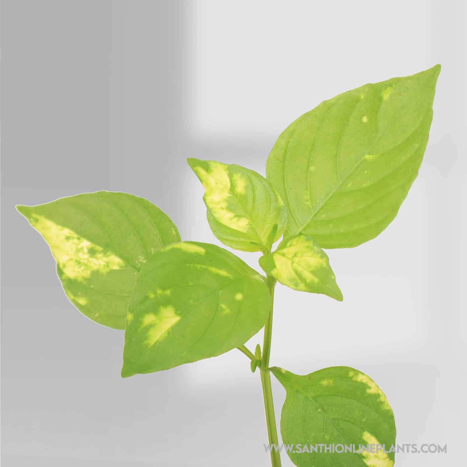 Hanging & Creeper Plant - Santhi Online Plants Nursery