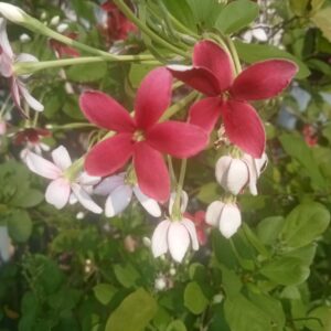 Creeper plants Archives - Santhi Online Plants Nursery