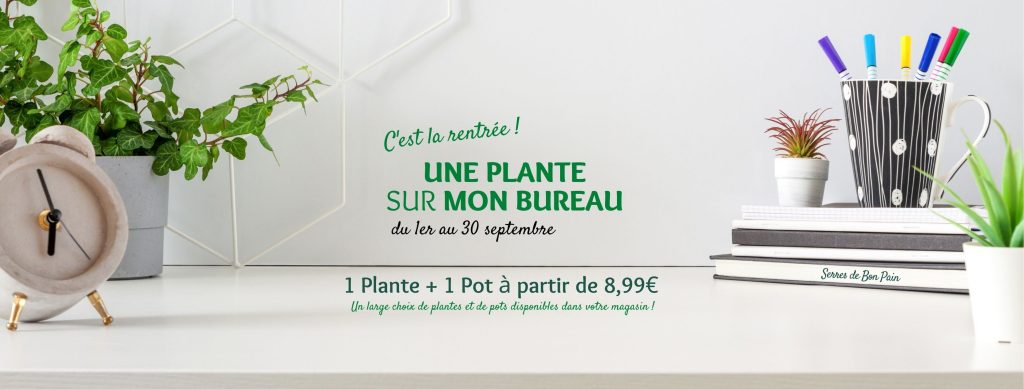 Une plante sur mon Bureau - Serres de bon pain