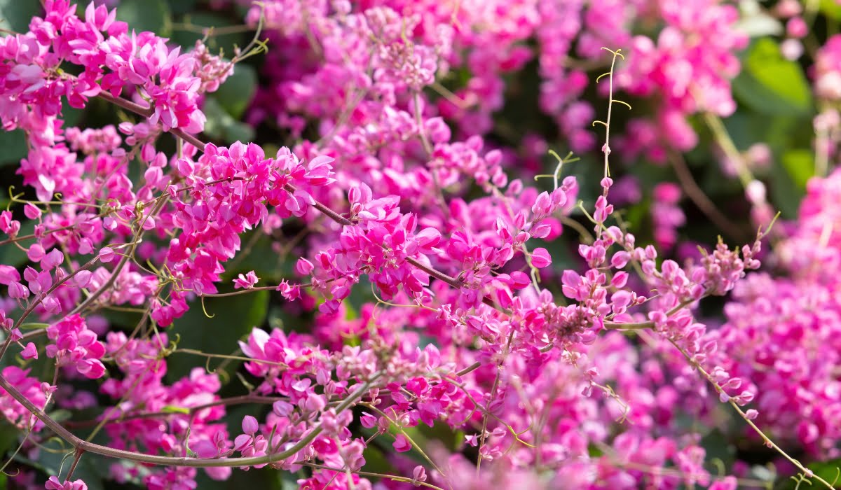 The Magic of Creeper Plants: The Number 1 Guide to Unlocking their ...
