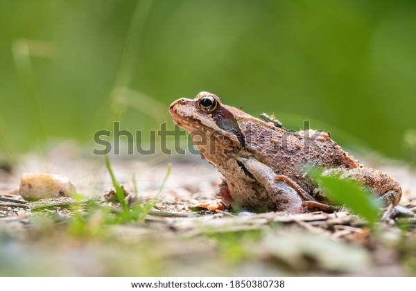 2,889 Frog On Wall Stock Photos, Images & Photography | Shutterstock