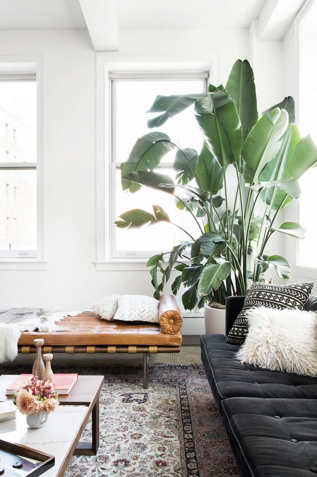 10 Beautiful Ways To Decorate Indoor Plant in Living Room