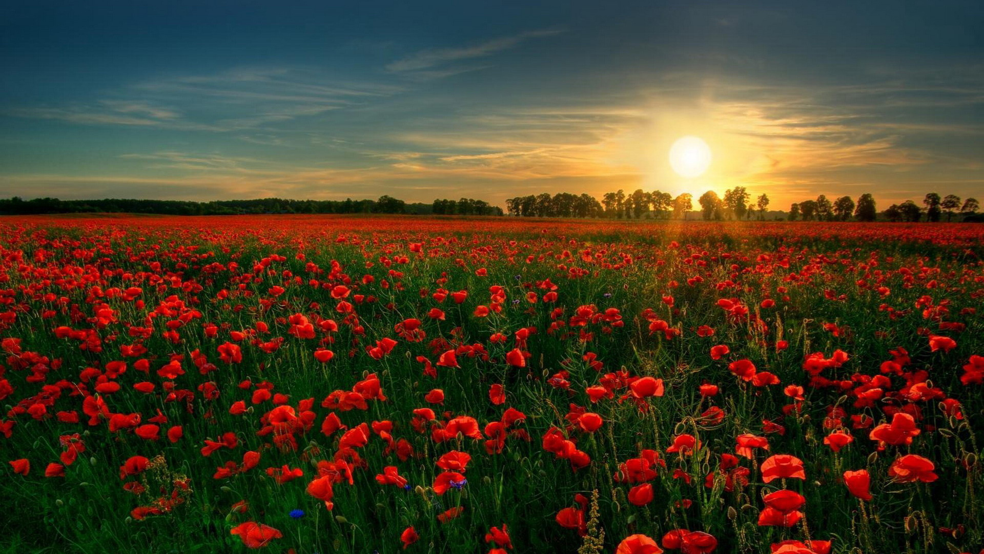 45 HD Beautiful Wallpapers/Backgrounds For Free Download