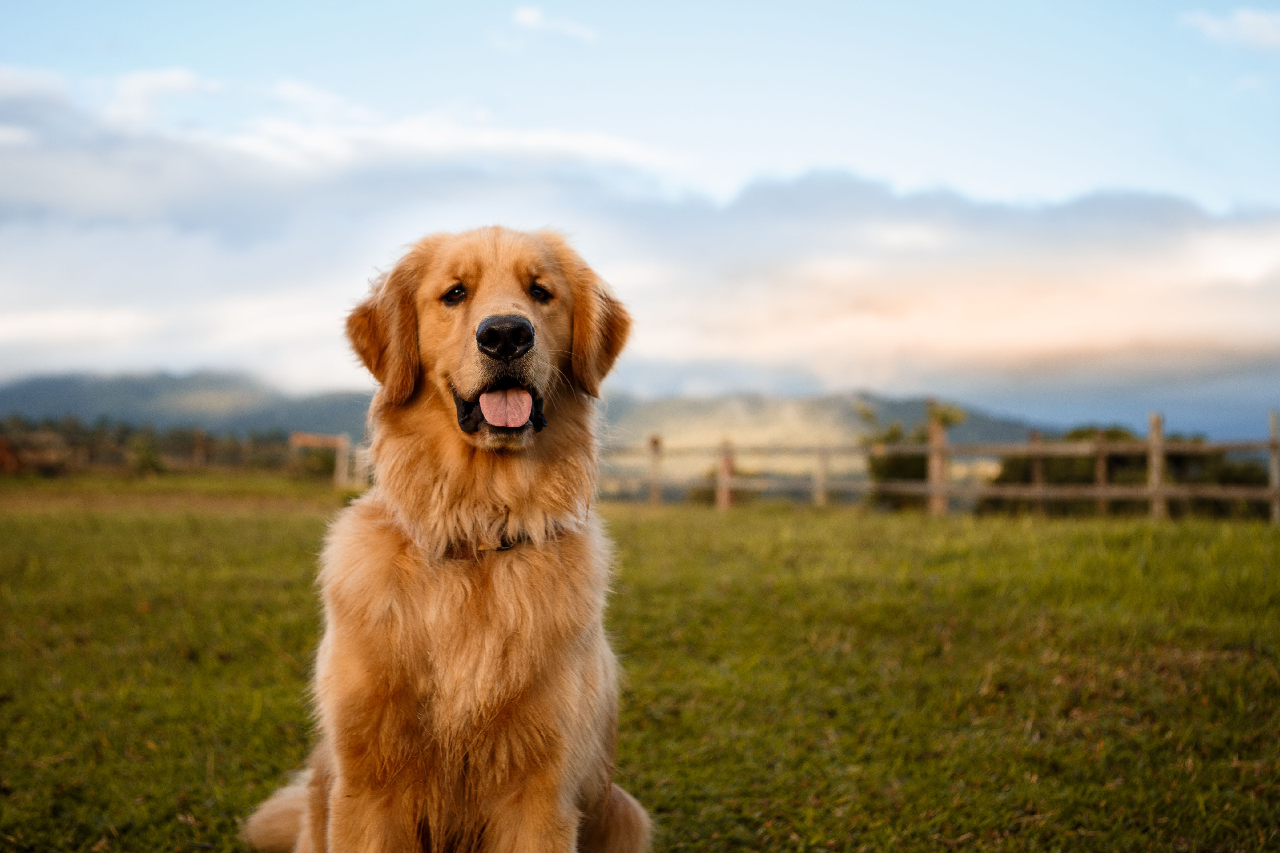 Golden Retriever - Full Profile, History, and Care